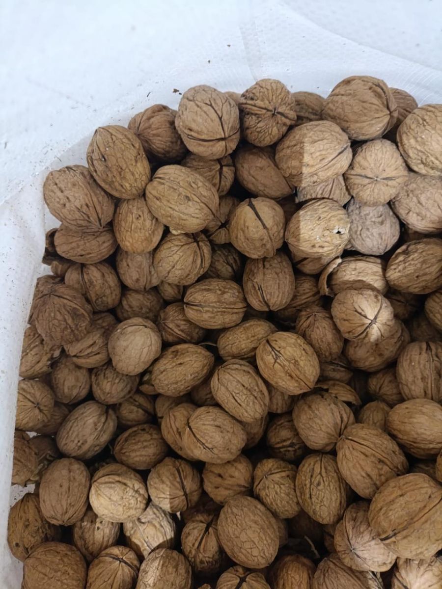 Wallnut Greenvic Premium
