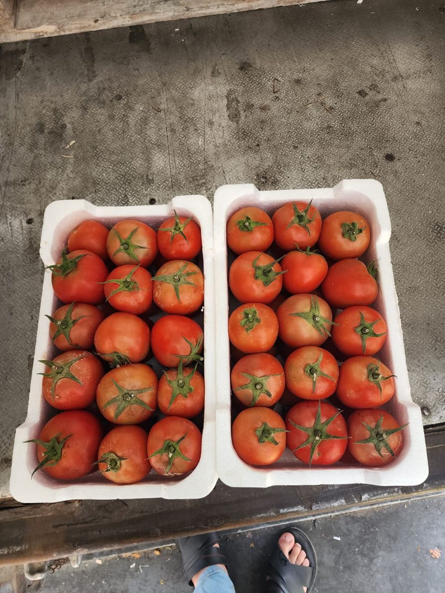 Saudi origin Tomato 5 kg box