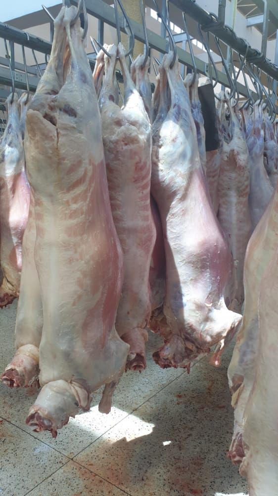 Lamb and mutton  Carcass 
