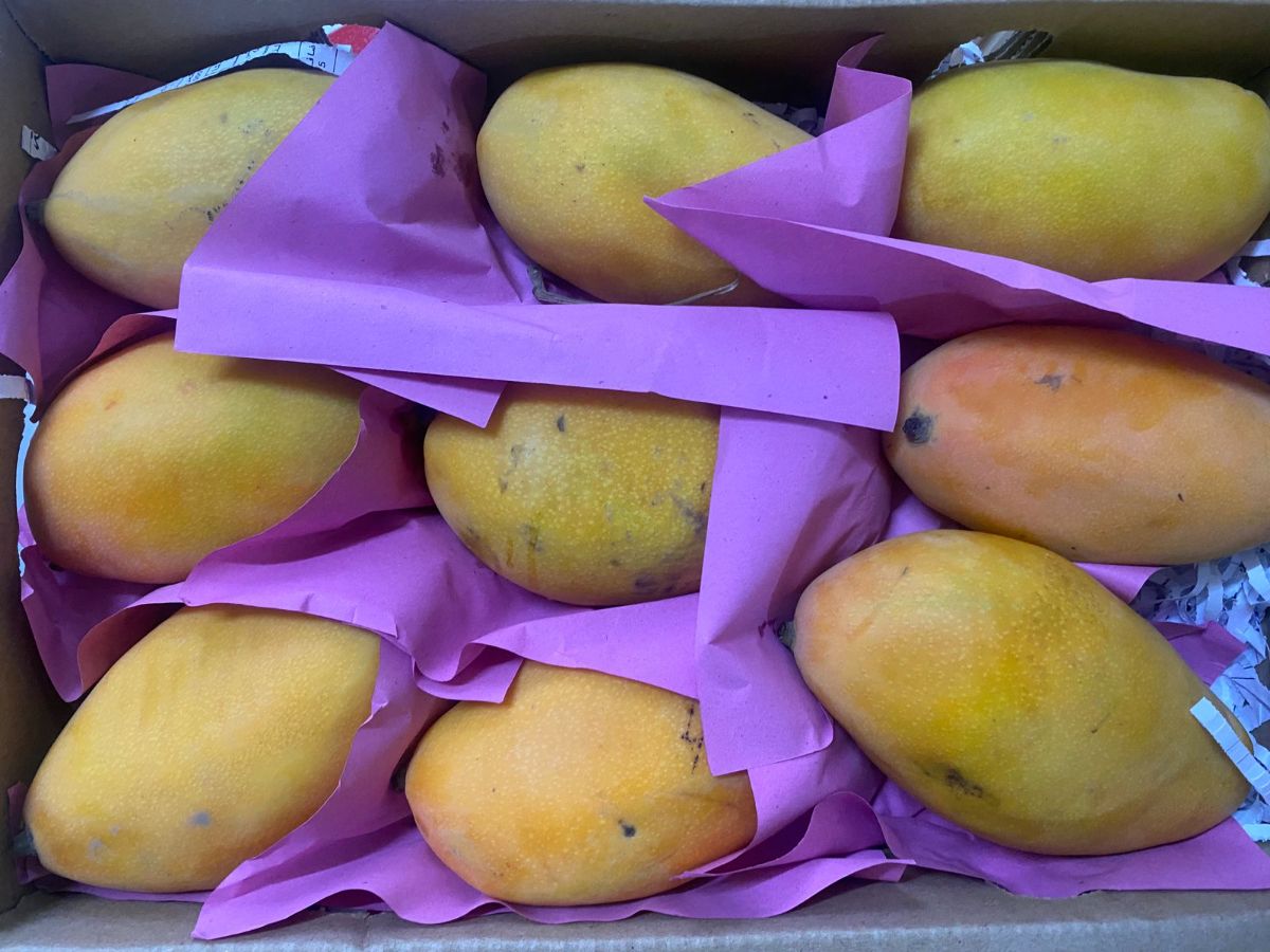 Mango 