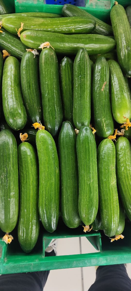 Cucumber 