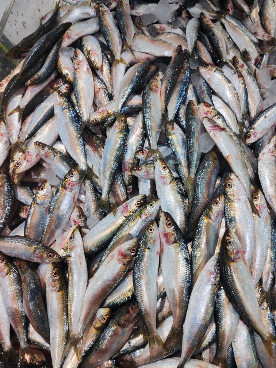 Sardines