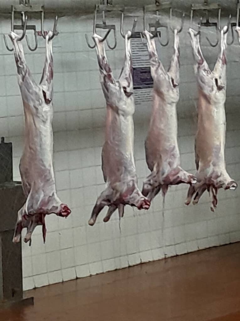 Chilled fresh goat meat 