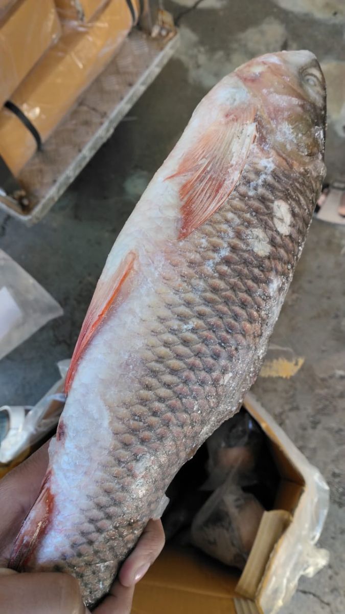 Rohu Fish