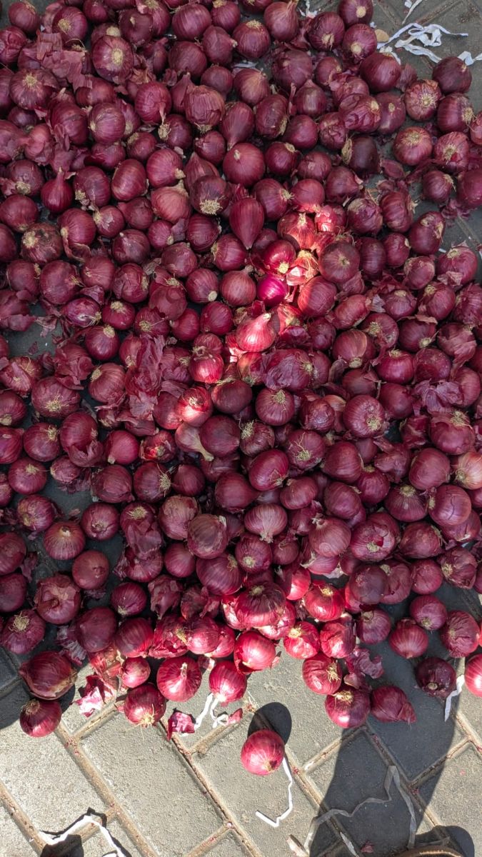 INDAIN Onion (Fresh)